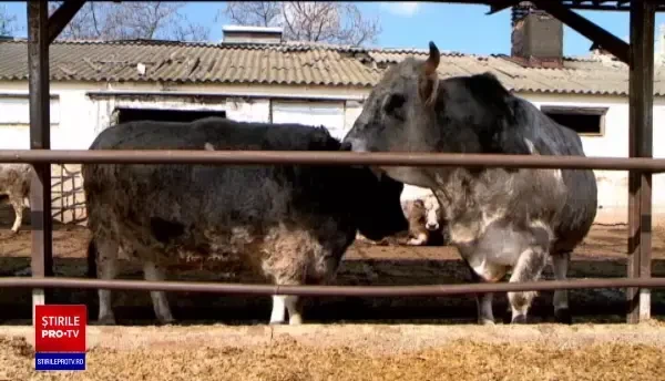 Animale care umpleau, pe vremuri, curțile oamenilor au ajuns pe cale de dispariție. Fermierii dau vina pe stat