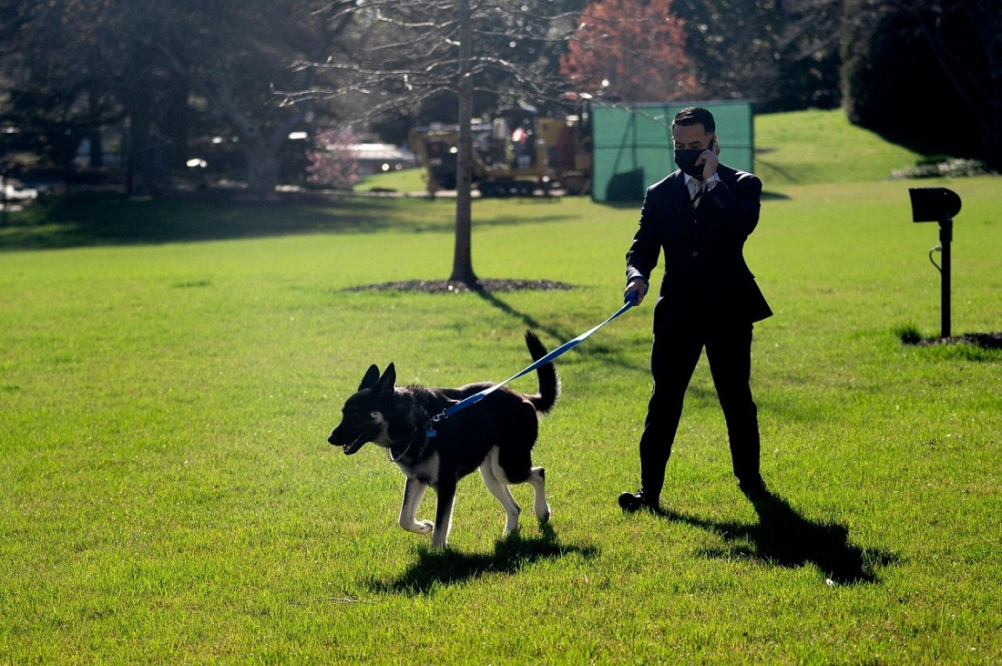 Major, unul dintre câinii lui Joe Biden, a mușcat un îngrijitor al parcului de la Casa Albă