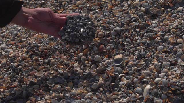 Operațiunea de lărgire a plajei din Mamaia a scos la iveală roci vechi de 30.000 de ani