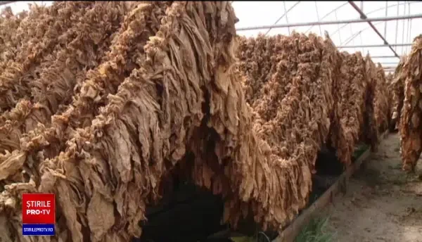 Care este cel mai exportat produs agricol al României