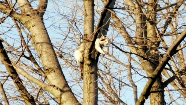 Misiune de salvare neobișnuită în Botoșani. O pisică a rămas blocată între crengile unui copac