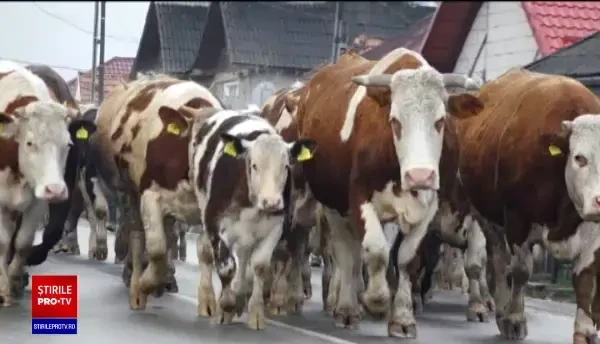 Un fermier din Maramureș a dus în fața primăriei toată cireada lui de vaci. De ce a protestat