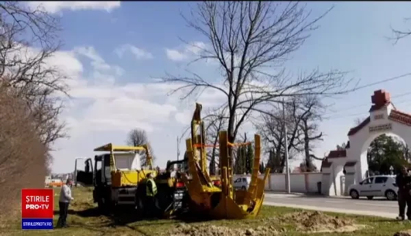 Arbori smulşi cu rădăcină şi mutaţi, în Sibiu, cu un utilaj folosit pentru prima dată în România