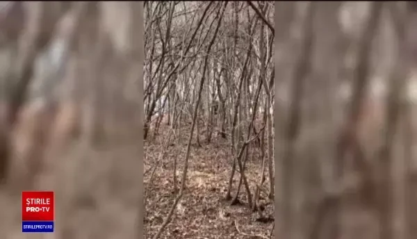 Doi pui de urs au fost prinși în capcana de fier a unui braconier. Un paznic i-a găsit