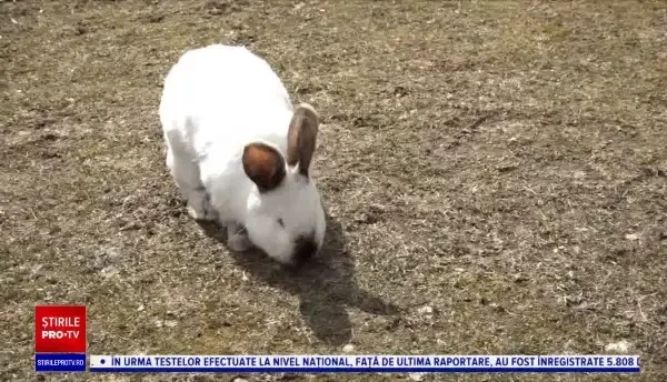 Locul de poveste ascuns în inima Munților Apuseni. Turiștii sunt impresionați: „E un colţ de Rai”