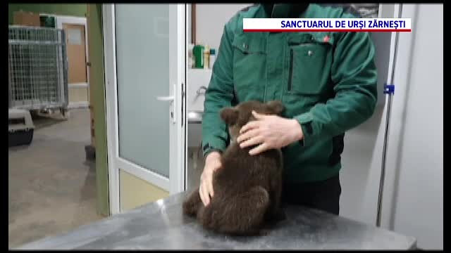 „Nicio faptă bună nu rămâne nepedepsită”. Un ONG a fost amendat cu 10.000 lei pentru că a salvat doi pui de urs