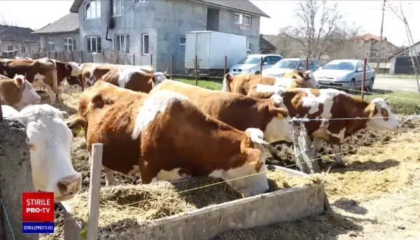 Fermierului care protestează în Maramureș cu cireada de vaci în stradă i s-a alăturat și un cioban, cu toată turma sa de oi