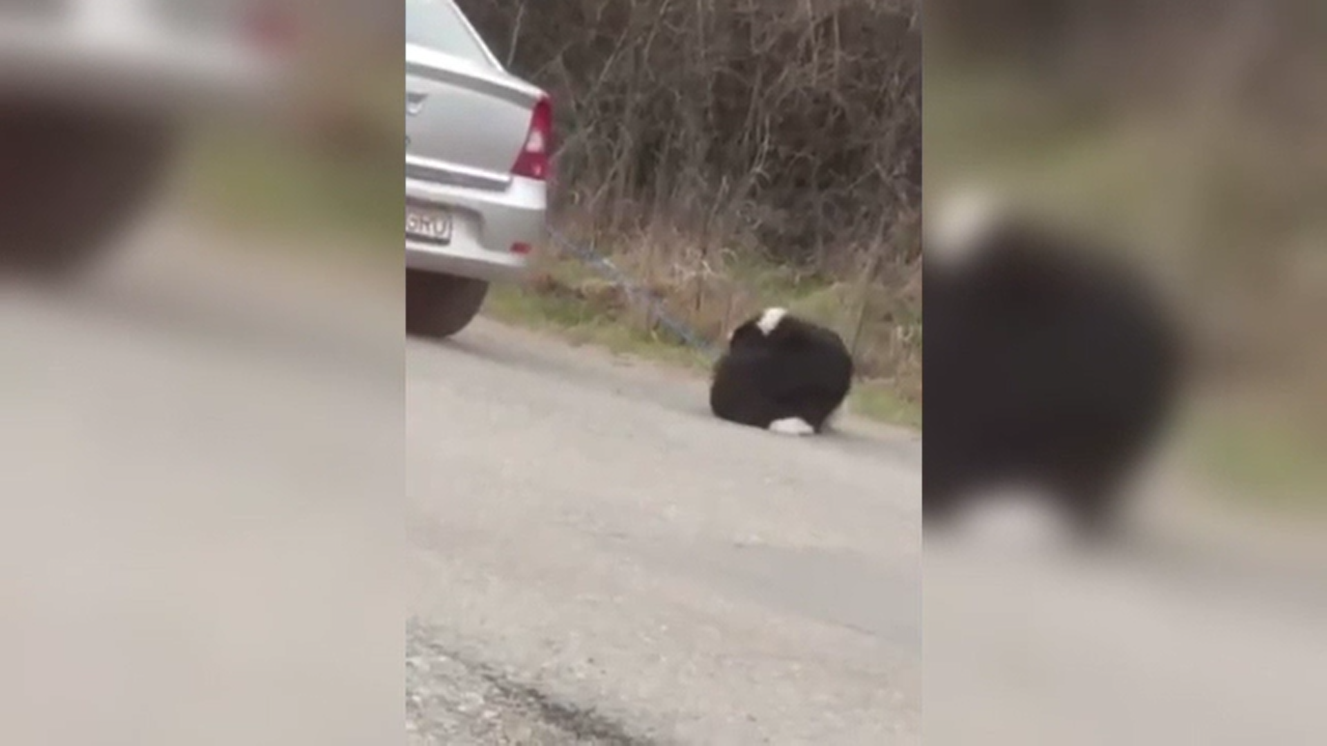 Imagini șocante. Un bărbat din Cluj și-a legat câinele de mașină și l-a târât zeci de metri