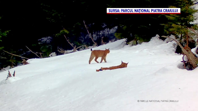 Imagini inedite. Ritualul de împerechere al râşilor, surprins de o cameră de supraveghere în Piatra Craiului