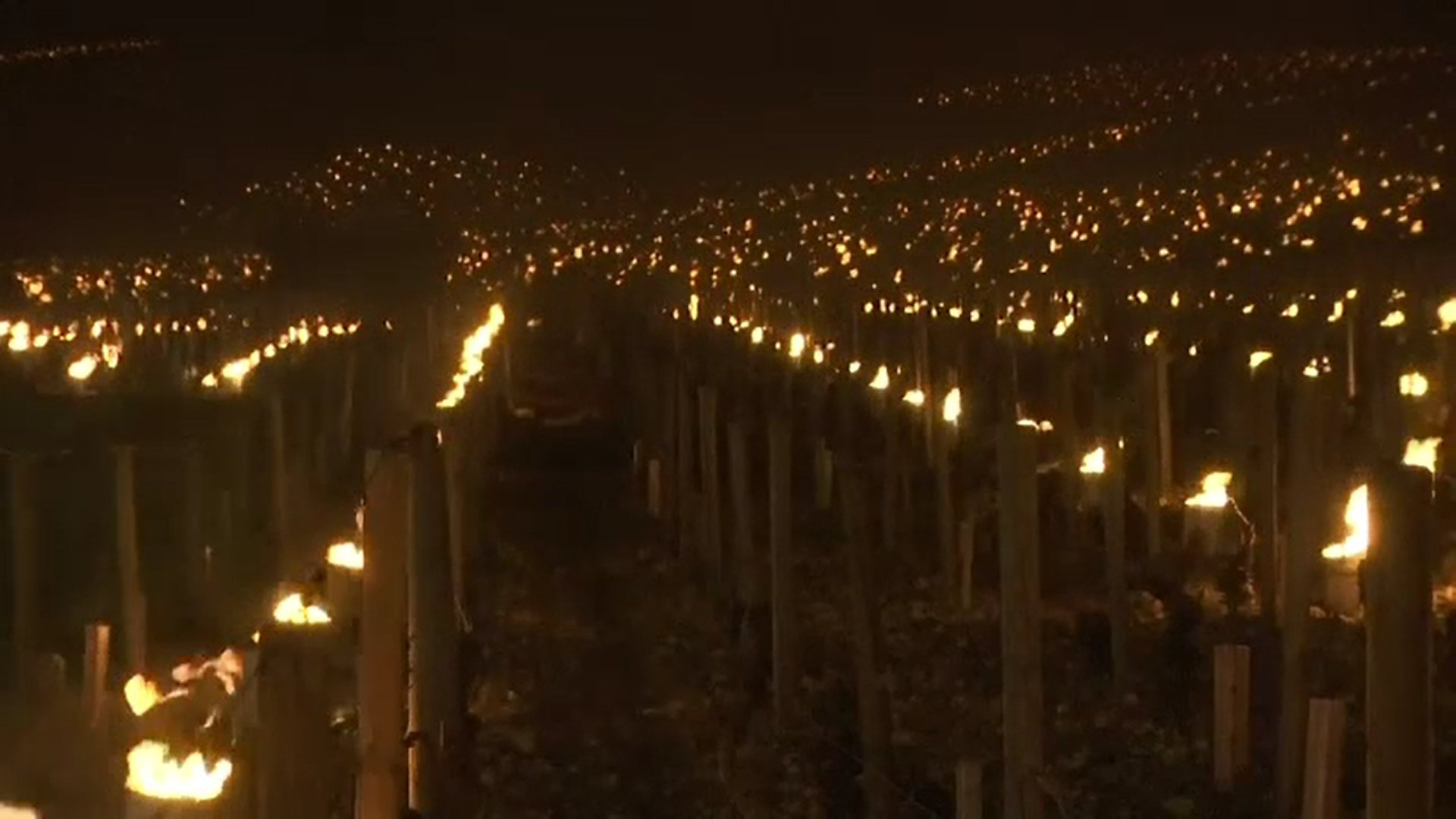 Viticultorii francezi au aprins focuri pentru a încerca să salveze producția de struguri din toamnă