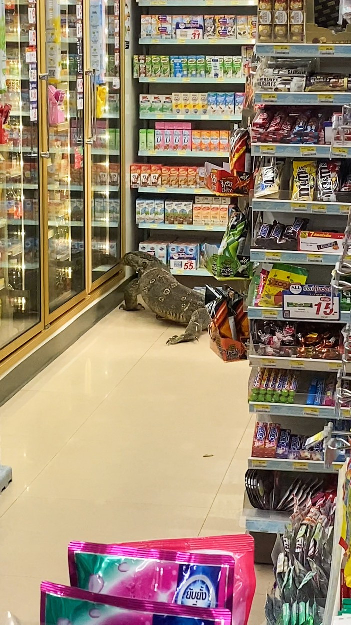 Video. O șopârlă de doi metri a intrat într-un supermarket din Thailanda. Ce s-a întâmplat la scurt timp