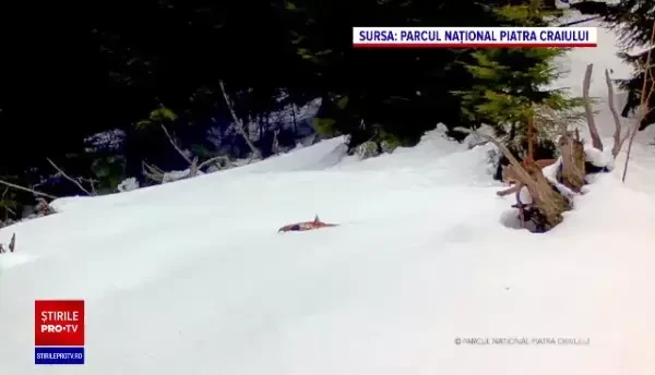 Imagini inedite. Ritualul de împerechere al râşilor, surprins de o cameră de supraveghere în Piatra Craiului