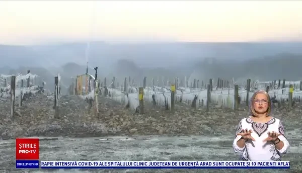 Viticultorii francezi au aprins focuri pentru a încerca să salveze producția de struguri din toamnă