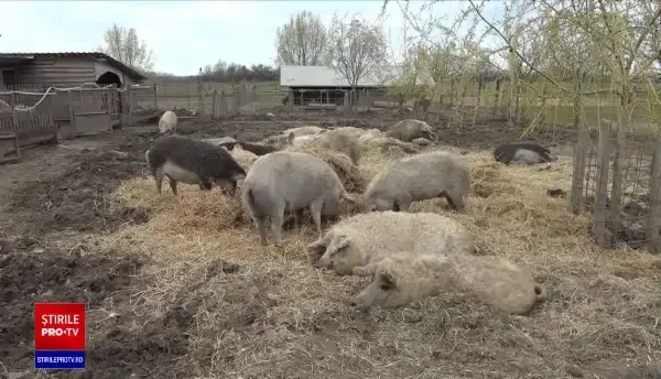Guvernul oferă bani pentru fermierii care cresc porci. Animalele trebuie să fie din aceste rase