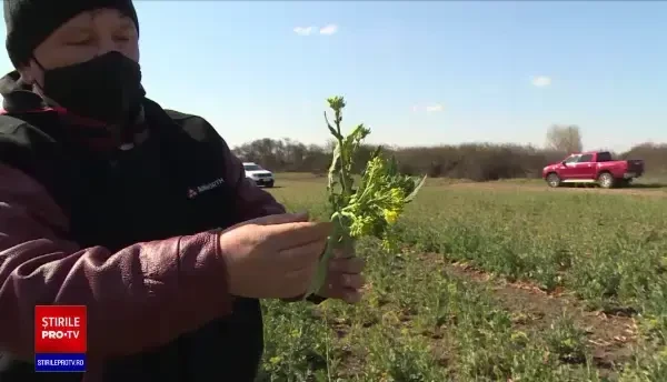 Frigul din ultimele zile a afectat grav culturile. Unde vor fi recolte mai slabe