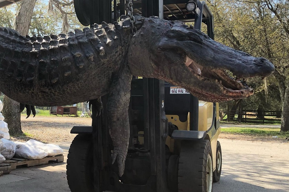 Au vrut să facă cârnaţi dintr-un aligator de jumătate de tonă. Ce au găsit în stomacul fiarei e şocant