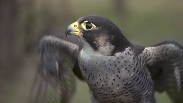 Exasperaţi de ciori, primarii vor să aducă şoimi şi ulii dresaţi pentru a le alunga