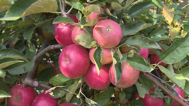 Cererea de puieți de pomi fructiferi a crescut de până la cinci ori față de anii trecuți