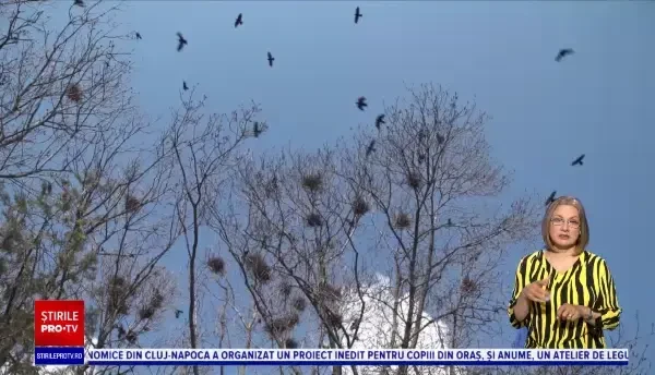 Exasperaţi de ciori, primarii vor să aducă şoimi şi ulii dresaţi pentru a le alunga