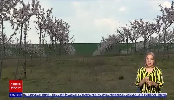 Din cauza secetei, românii au început să crească migdali. Producem deja 5.000 de tone de migdale pe an