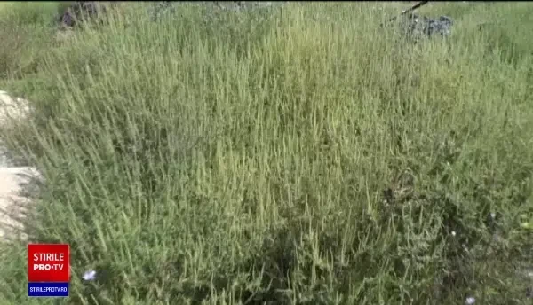 Cum pot afla nivelul polenului din aer românii care suferă de alergii