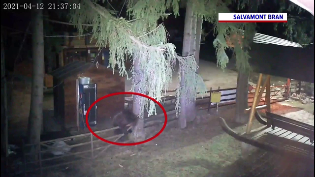 Un urs, surprins de camerele de supraveghere din Bran. Ce făcea animalul noaptea