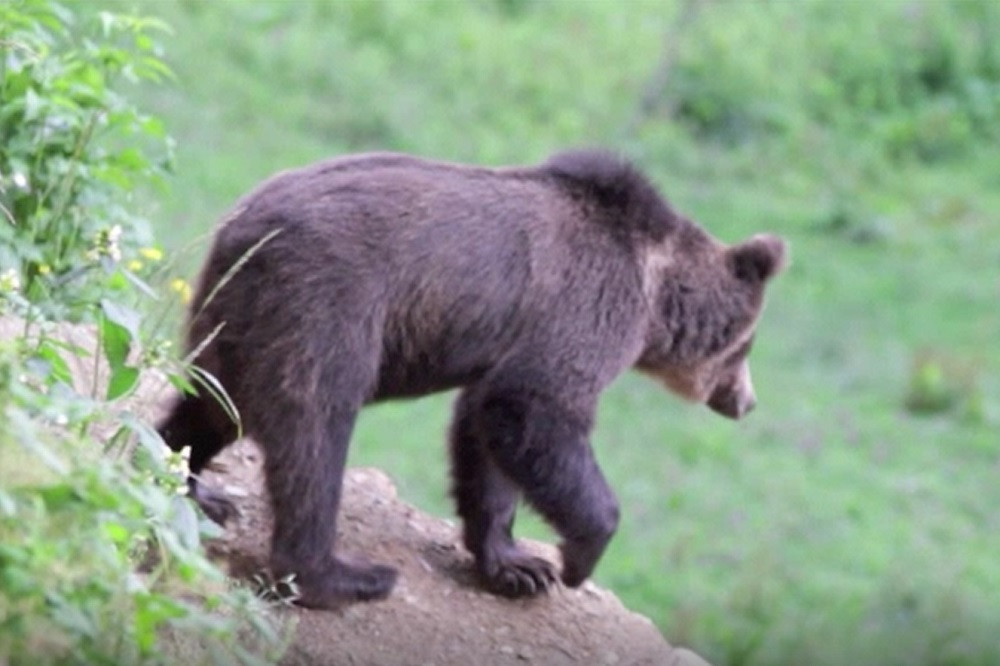Un bărbat din Brașov este terorizat de un urs. Animalul îi atacă gospodăria aproape zilnic