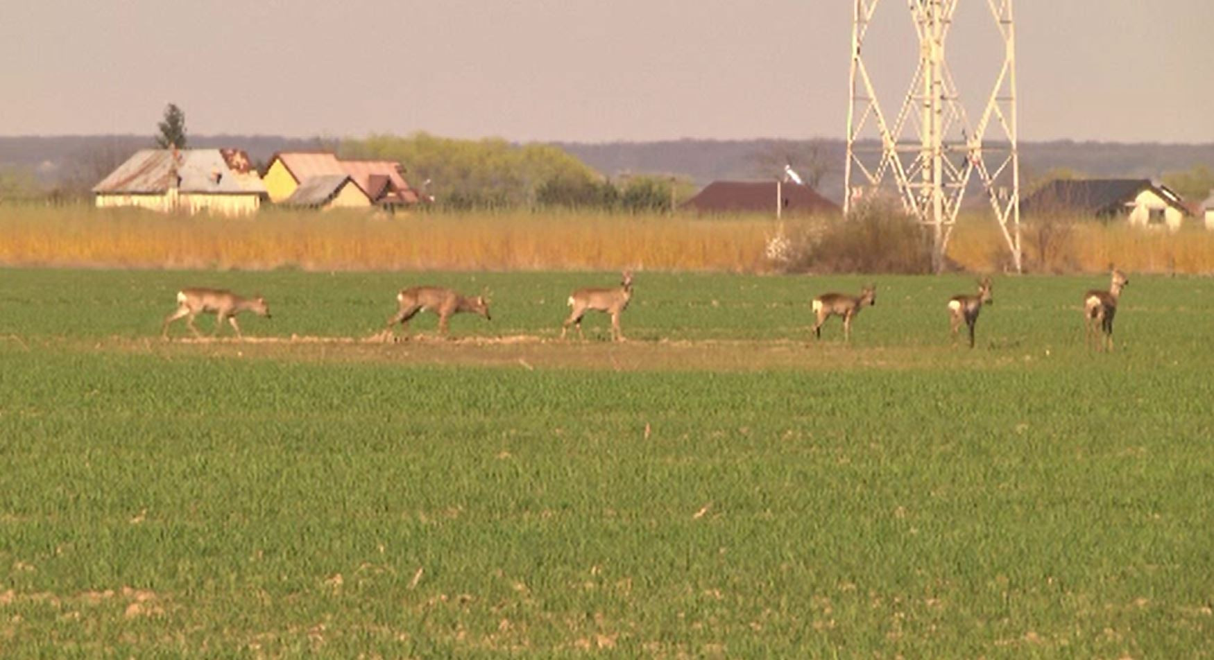 Șase căprioare, surprinse la marginea DN72. Cum au reacționat când mai mulți șoferi s-au oprit să le pozeze