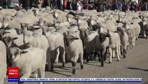 Transhumanța în varianta americană: 2.500 de oi au oprit traficul pe autostradă. Reacția localnicilor