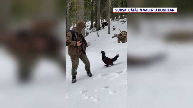 Imagini rare: cocoș de munte, surprins când atacă un fotograf în munţii Bucovinei