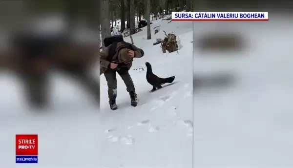 Imagini rare: cocoș de munte, surprins când atacă un fotograf