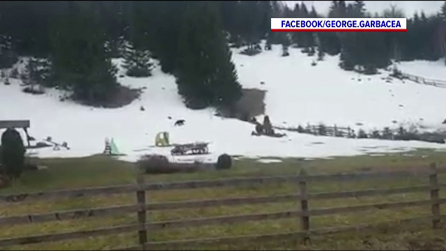 Cum au îndepărtat localnicii unei comune din Brașov un urs care dădea târcoale unui loc de joacă