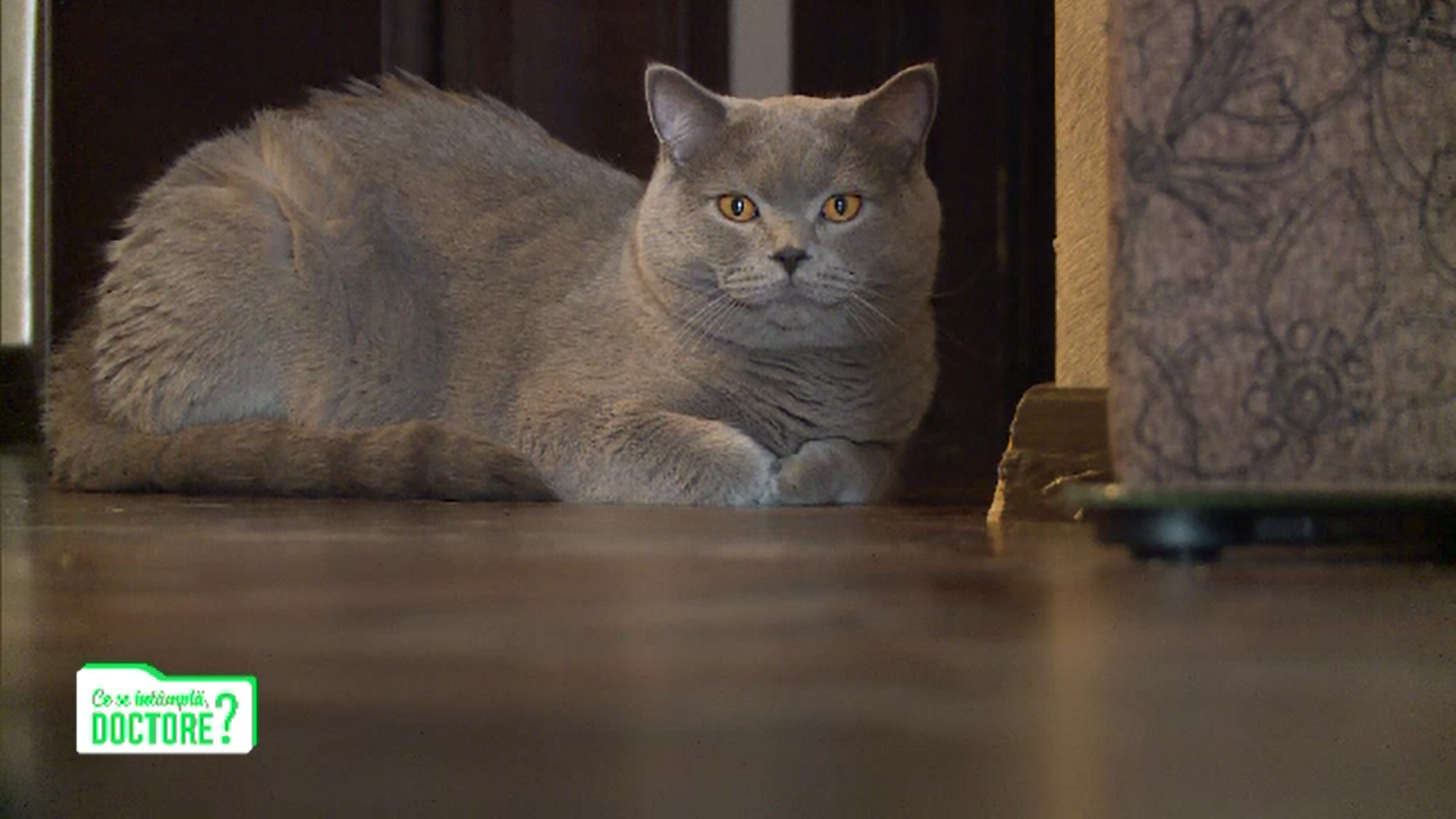 Alergolog: Se recomandă ca lângă un copil mic să stea o pisică. Care este explicația