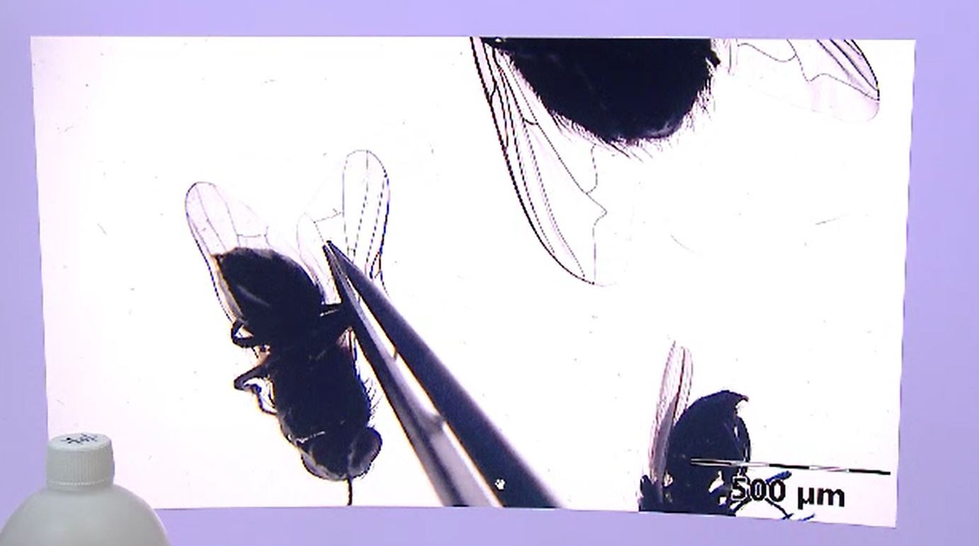 Descoperire importantă la Cluj-Napoca, despre răspândirea pestei porcine africane