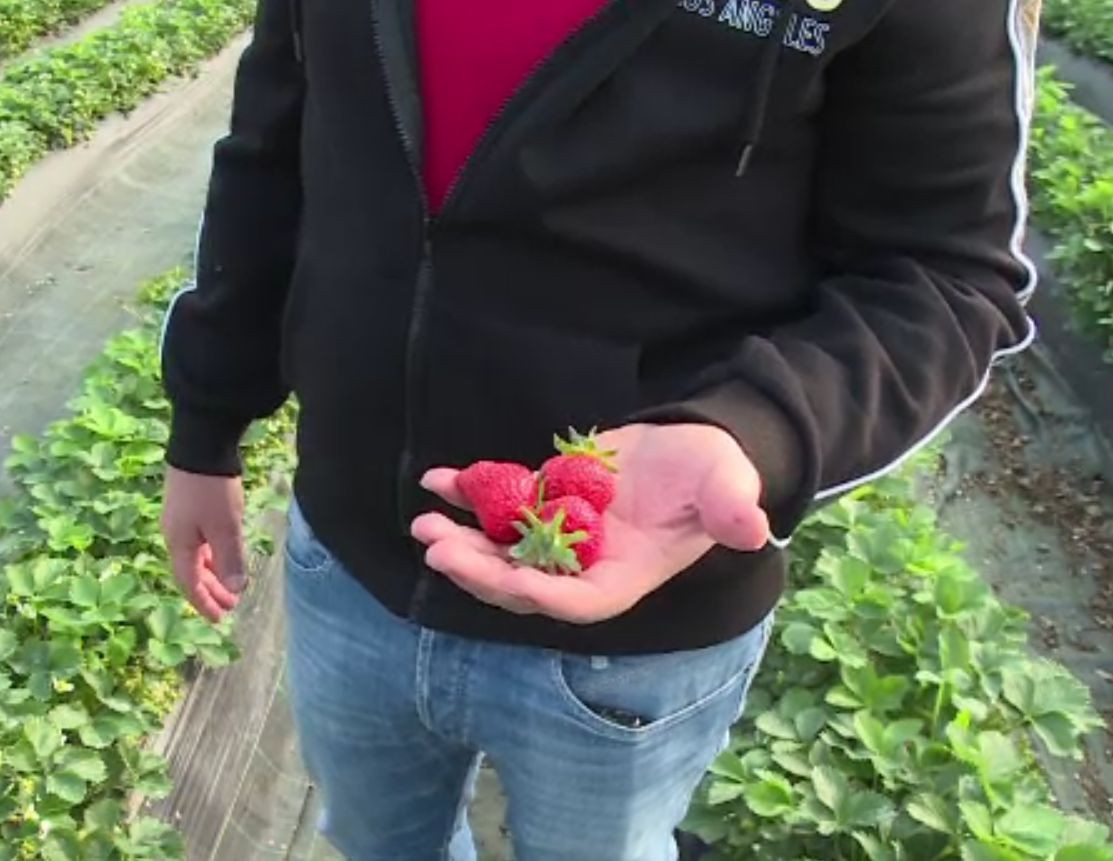 Căpșunile românești apar în piețe. Explicația prețului mai ridicat față de cele de import