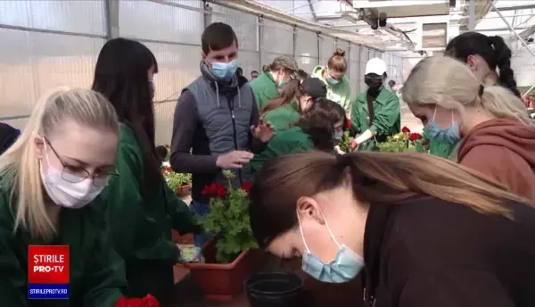 Peste 700 de mii de flori, plantate în Iași, înainte de Paște