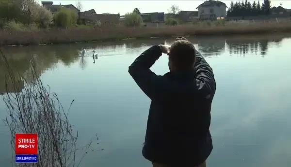 Familia de lebede din Târgu Jiu, atent monitorizată de localnici. Câte generații de pui sunt în oraș