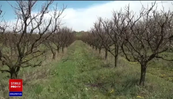 În piețe vom avea fructe puține și scumpe, din cauza primăverii capricioase. Pierderile estimate de specialiști sunt de 90%