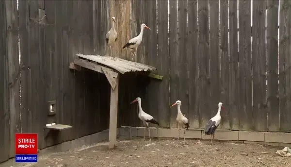 Poveste cu final fericit pentru 8 berze bolnave, care nu puteau zbura în ţările calde