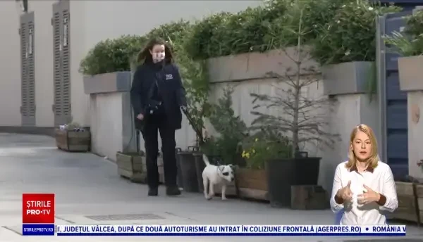 Câinii și pisicile „de pandemie” sunt date înapoi la adăposturi pe măsură ce Marea Britanie reintră în normalitate