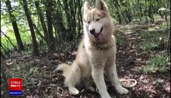 Fetiță din Alba, mușcată de un câine Husky. Proprietara animalului a suferit un șoc și a murit