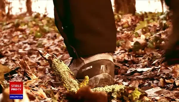 Fetiță din Alba, mușcată de un câine Husky. Proprietara animalului a suferit un șoc și a murit