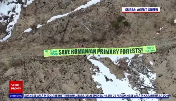 Voluntarii plantează în ritm alert copaci la 1400 de metri altitudine, în zona Făgăraș-Iezeru. S-au defrișat 300 ha