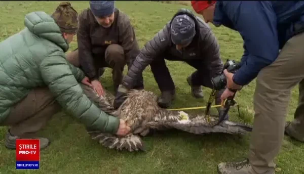 Un codalb care și-a petrecut iarna în captivitate în Mureș a fost eliberat. Traseul lui este acum monitorizat