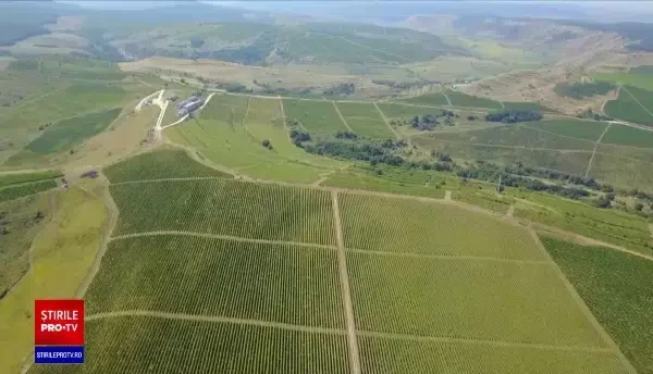 În România se produce tot mai mult vin spumant. Cum este fabricat în cramele locale