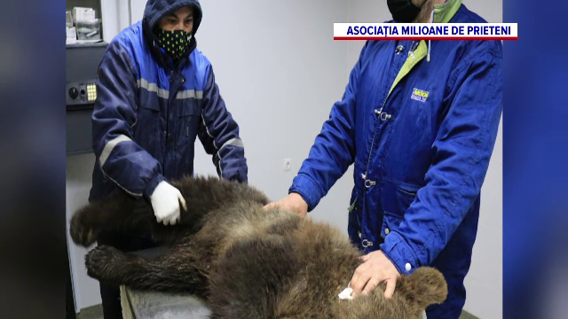 Un urs care intra în curțile localnicilor într-o localitate din Harghita, dus la sanctuarul de la Zărnești