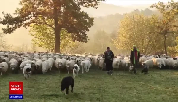 Cum au ajuns câinii ciobănești să se răspândească în Marea Britanie sau SUA