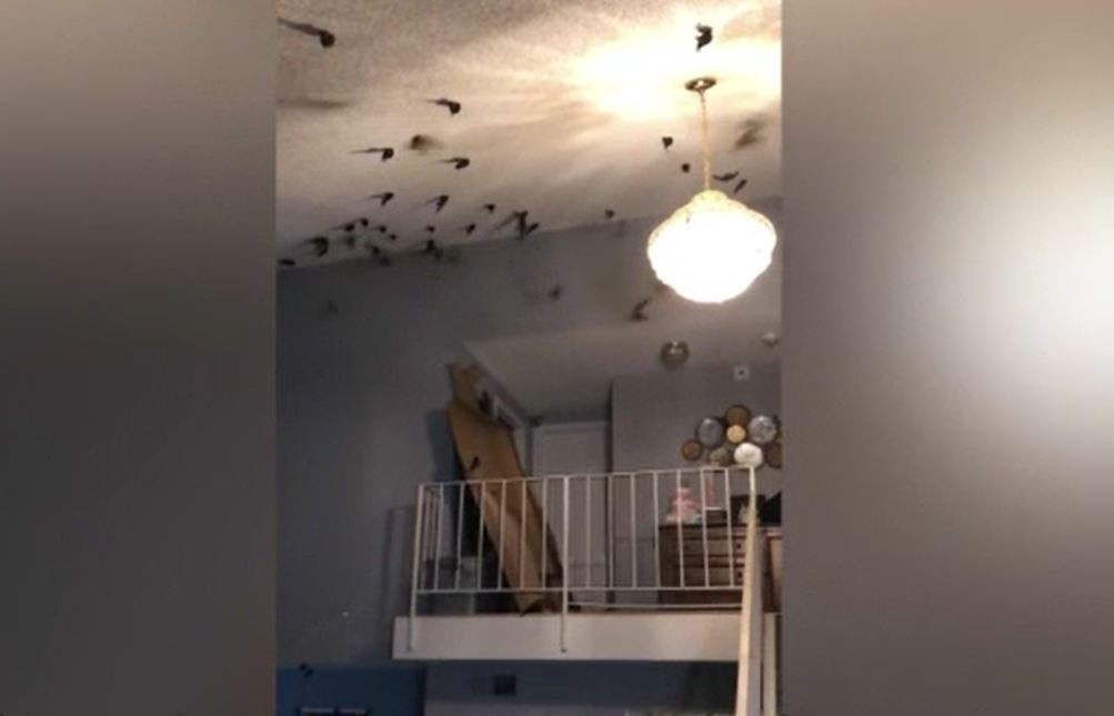 O familie din California s-a trezit cu casa invadată de păsări. ”Peste tot era plin, o luaseră razna”