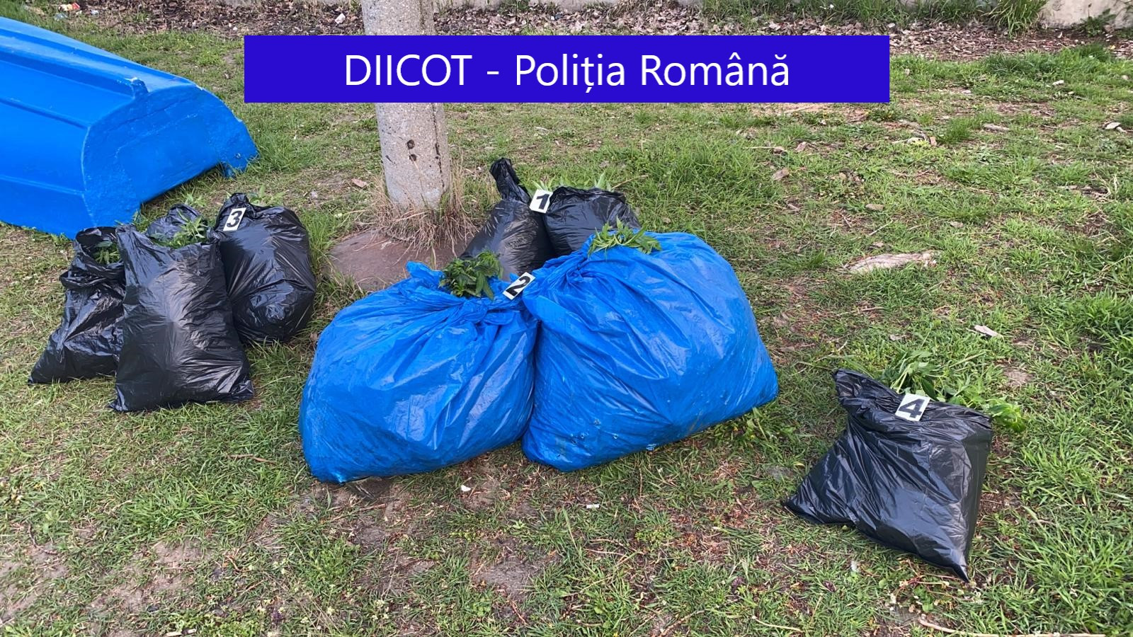 Doi bărbați din Galați, prinși când încercau să arunce trei saci cu cannabis în Dunăre