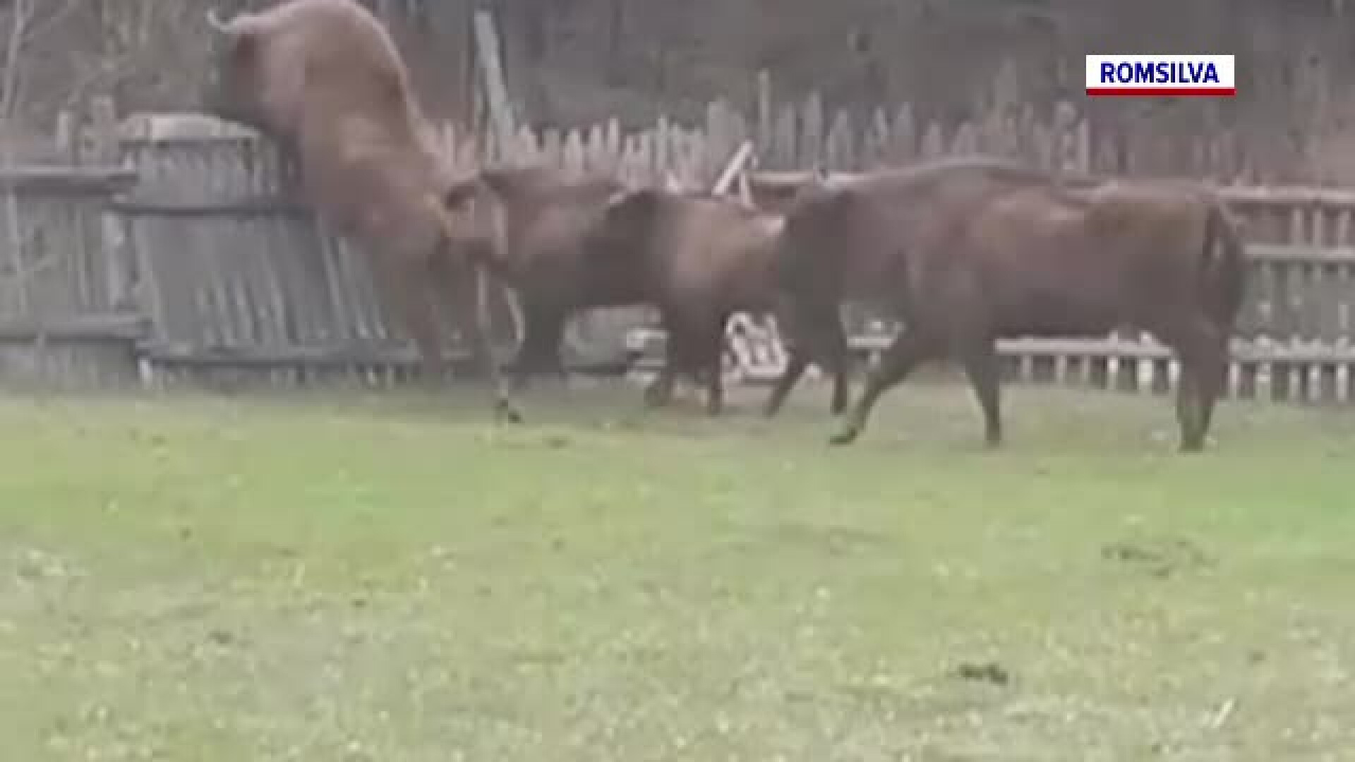 Imagini spectaculoase în Codrii Neamţului. Câțiva zimbri au fost filmați în ipostaze inedite